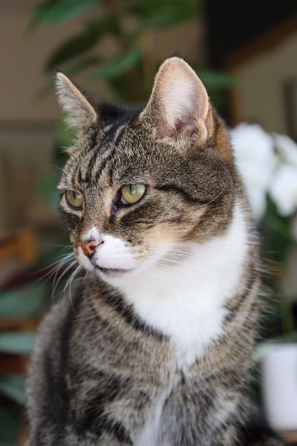 A domestic tabby cat with a striped grey, black, and white coat, lying on a light-colored surface indoors near a window. The cat is grooming itself, licking its front paw with eyes partially closed. S