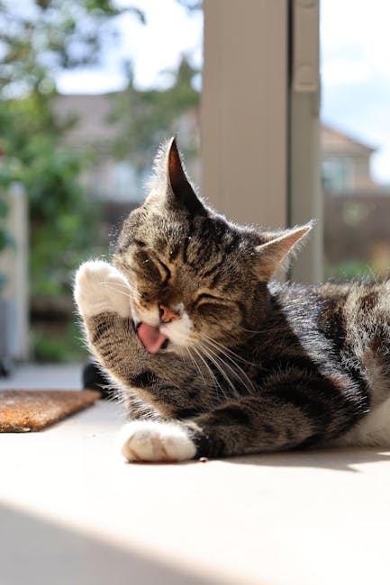 Photograph of a domestic short-haired tabby cat lying on a light-colored surface near a large window with a blurred outdoor background of trees and buildings. The cat is grooming itself, with its tong